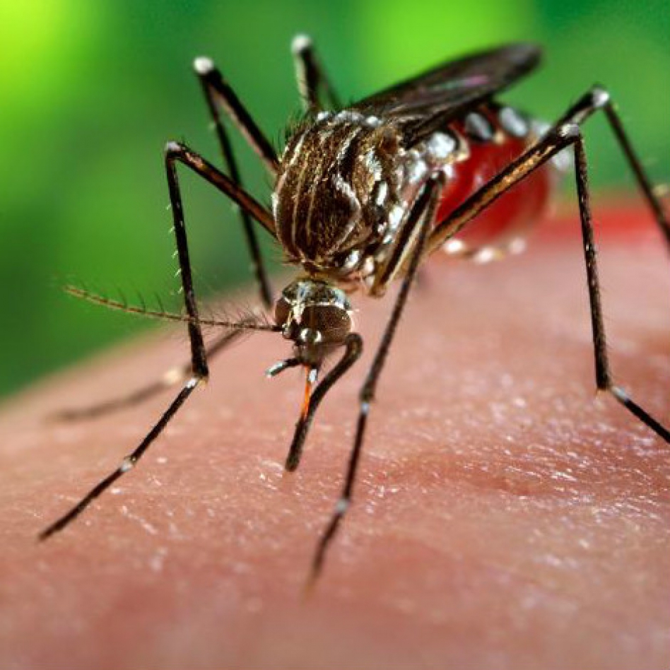 Het Zika-virus in Nederland: oorzaken en behandeling